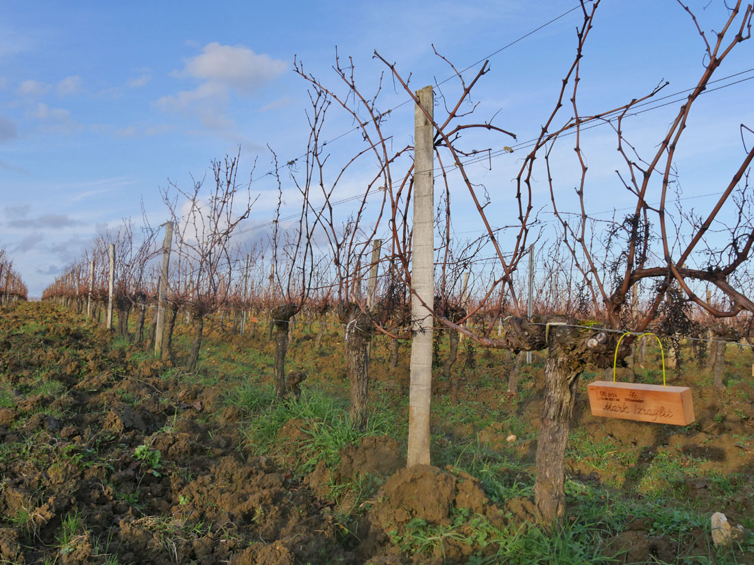 Виноградник на урожай